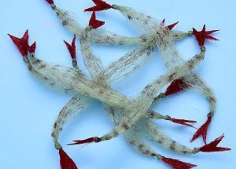 EP　Crustaceus　CLAW