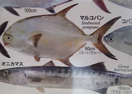 おきなわの魚ポスター