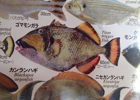 おきなわの魚ポスター