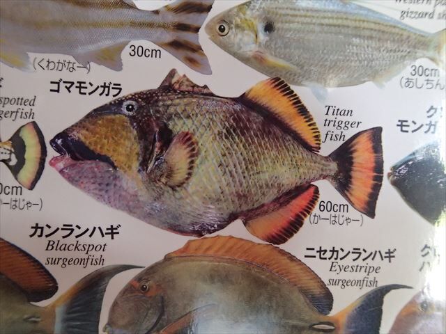 魚　ポスター　漁方 おきなわの魚ポスター | mkb outfitters