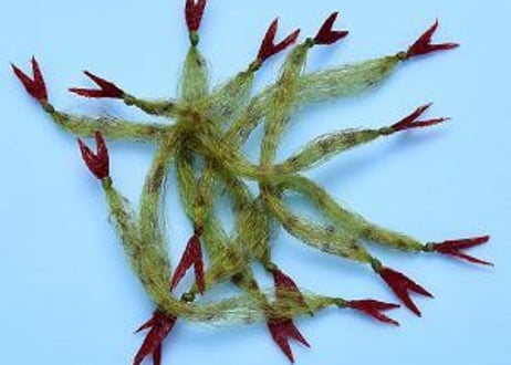 EP　Crustaceus　CLAW