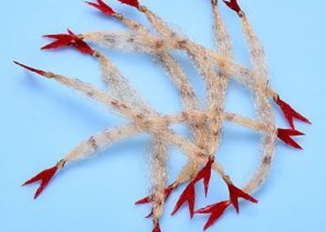 EP　Crustaceus　CLAW