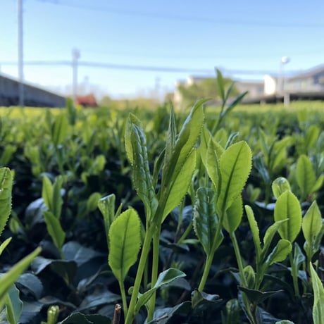 令和8年産特上狭山茶  - 誉