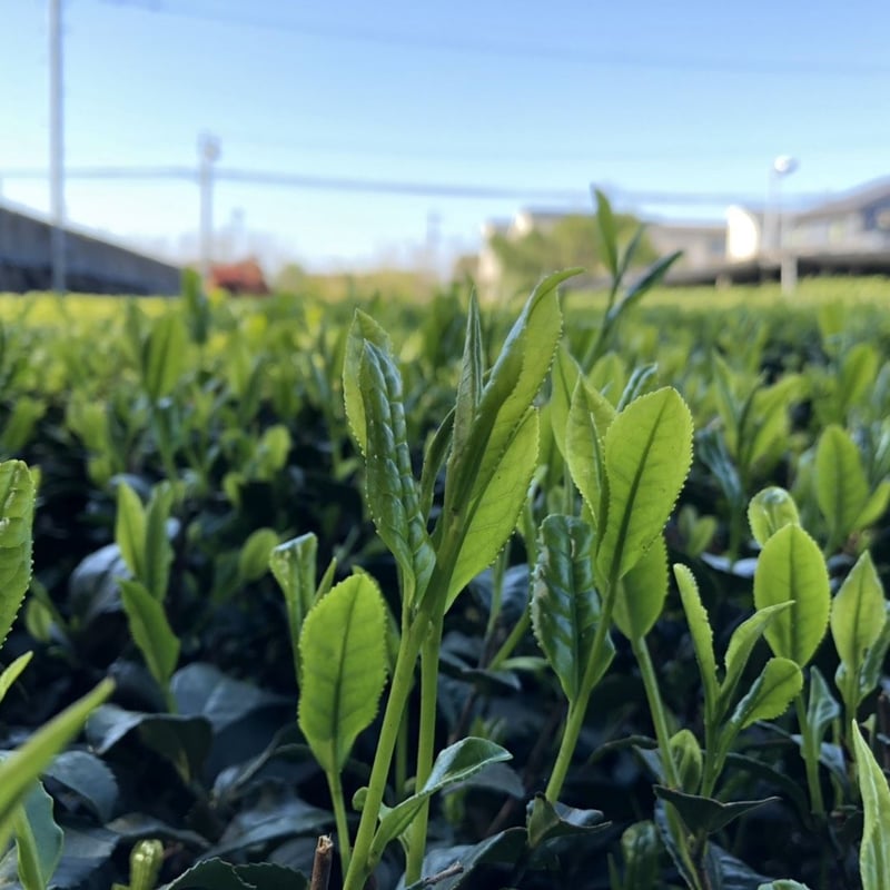 令和8年産一番摘み新茶 - 恵 | 茶 岡野園
