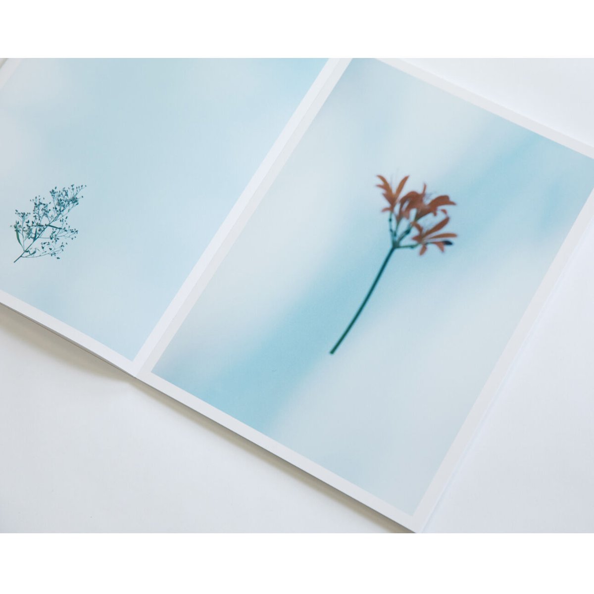 野口恵太　FLOWER 野口恵太 FLOWER FLOWER / 野口恵太 Keita Noguchi - books used and