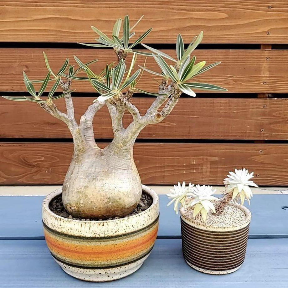 kat&roger キャットアンドロジャー kat&roger キャットアンドロジャー Vol.27 アメリカ：キャット