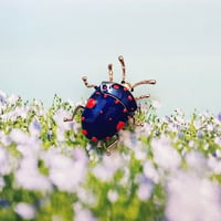 Italian designer's beetle brooch