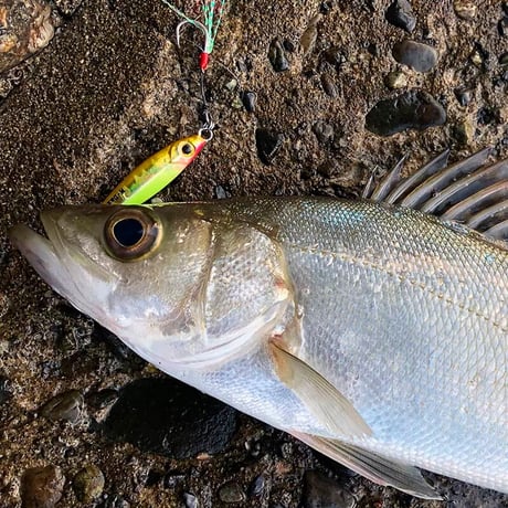 0.9g～14gのワイドバリエーション！ビットアーツ ミニチュアダックス