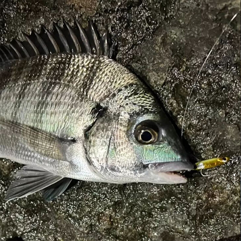 0.9g～14gのワイドバリエーション！ビットアーツ ミニチュアダックス