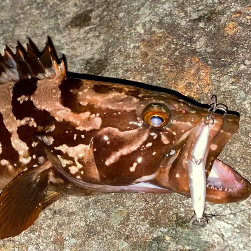 ビットアーツ ミルドレッドソルト58JS ＜シンキング, 58mm, 4.5g