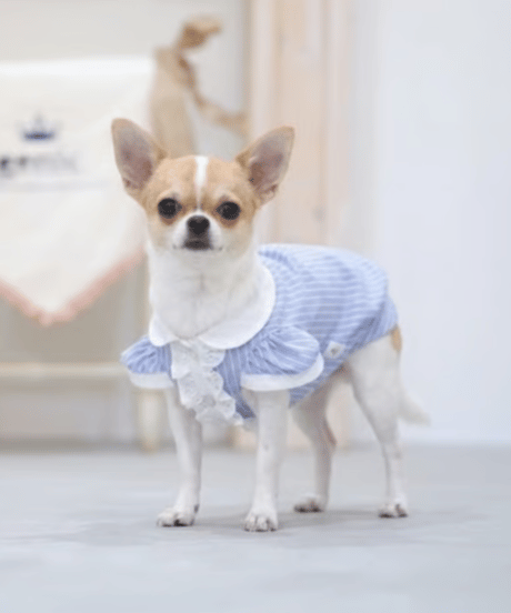 エアリーストライプパフスリーブシャツ シェルブルー