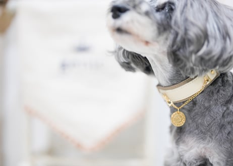 genic ブレイドリード＆カラー ガーデニアホワイト 牛皮革 首輪