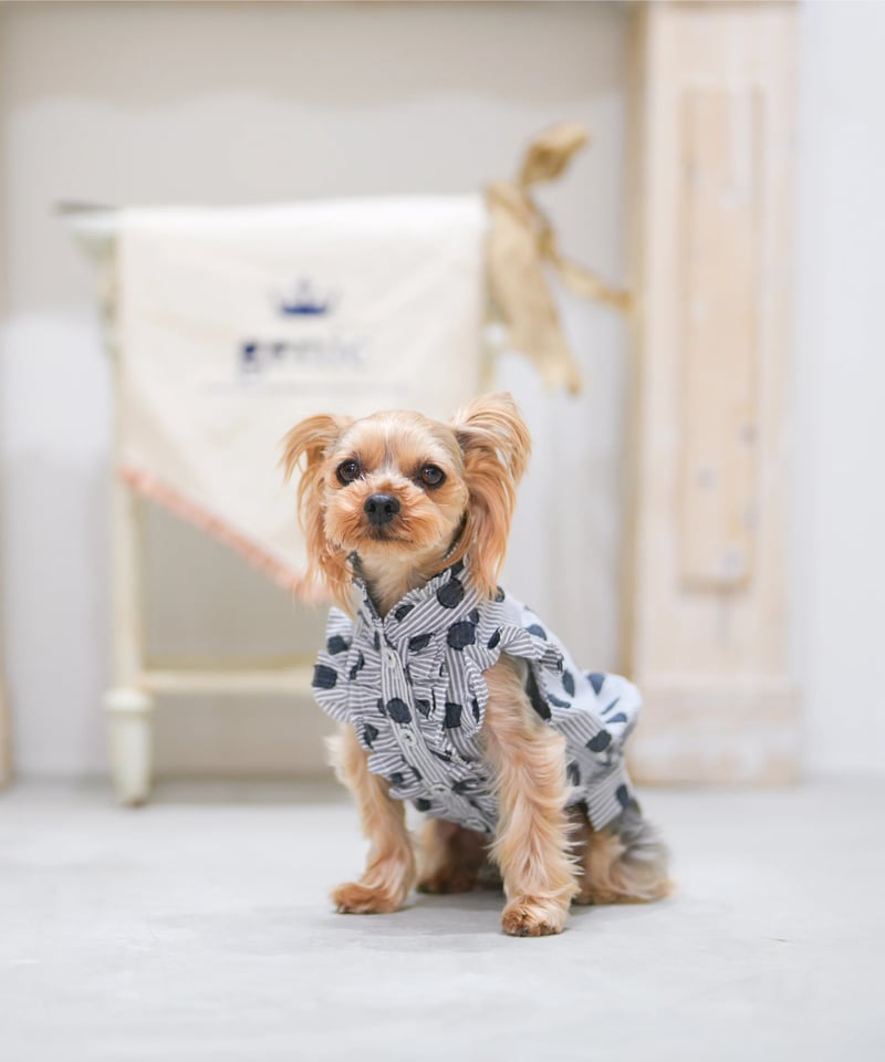 Casablanca ドット柄犬プリントシルクシャツ ドットストライプフリルシャツ ノワールドット | genic ONLINE STORE