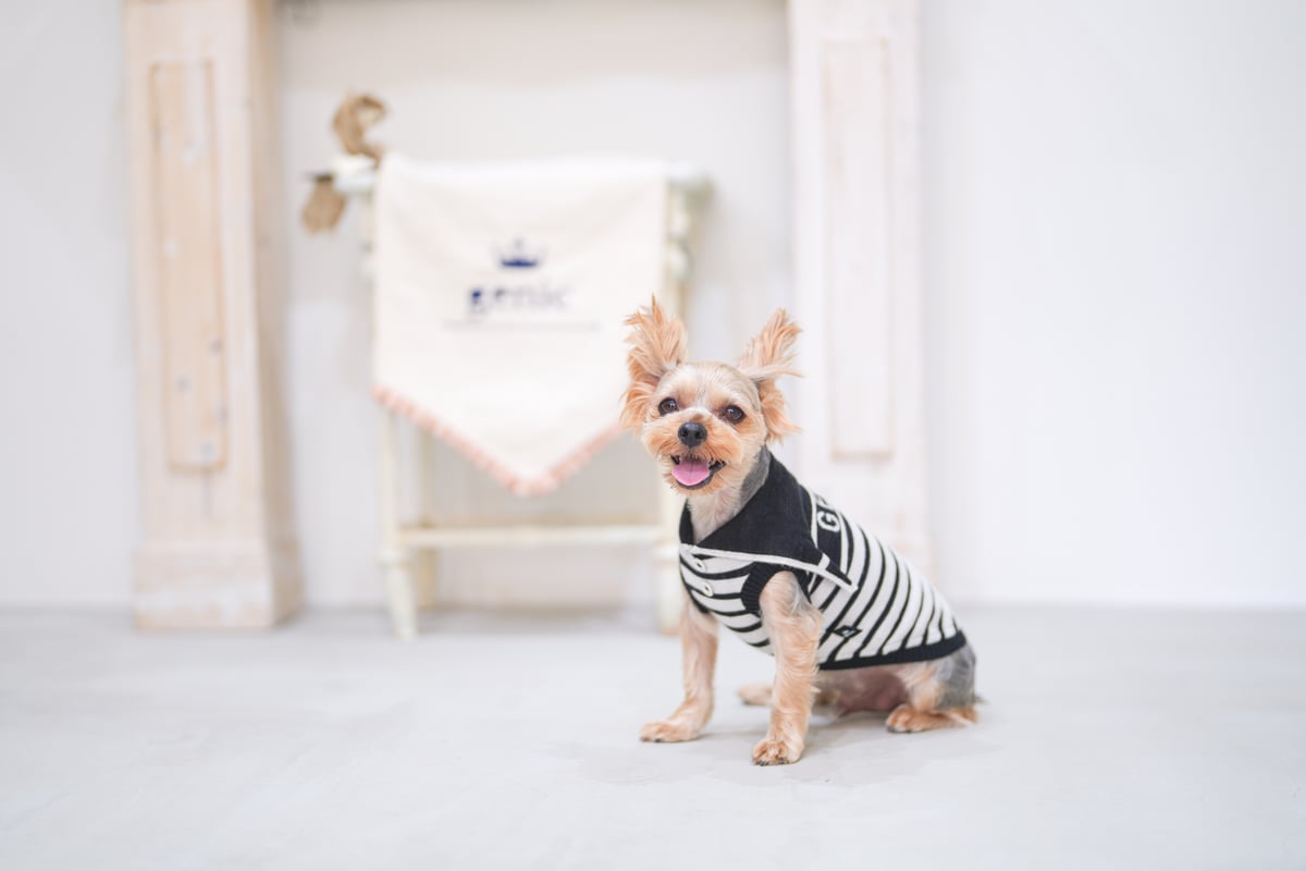 genicセーラーカラー ノワールブラック | genic ONLINE STORE