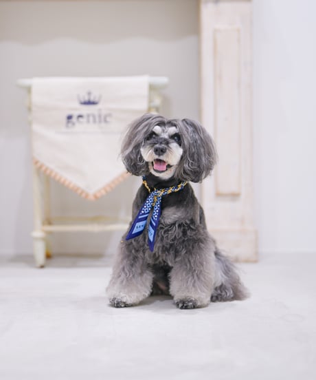 phiten リカバリーカルテネックレス ロイヤルカード