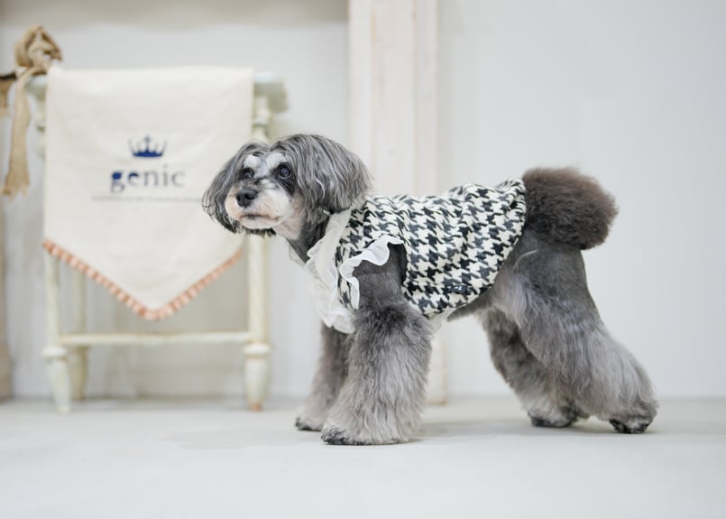 ビシューハウンドチェックフリルシャツ ブラック | genic ONLINE STORE