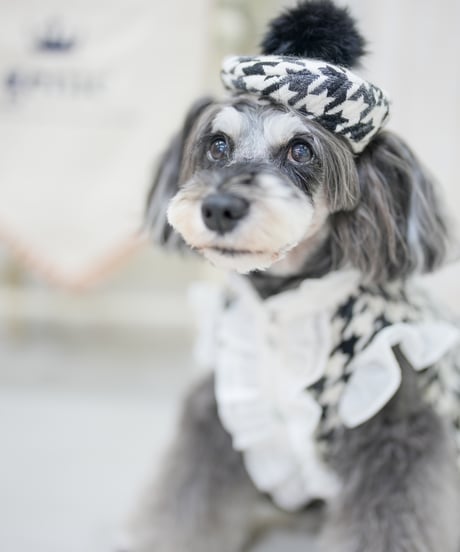 ビシューハウンドチェックフリルシャツ　ブラック