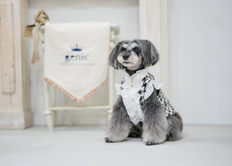 ビシューハウンドチェックフリルシャツ ブラック | genic ONLINE STORE