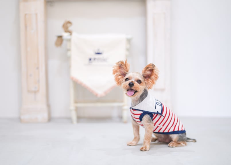 イヌ genicセーラーカラー トリコロール | genic ONLINE STORE