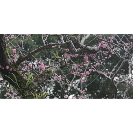 源氏物語装粧香　紅梅　kohbai : eaux scent :  kizashino
