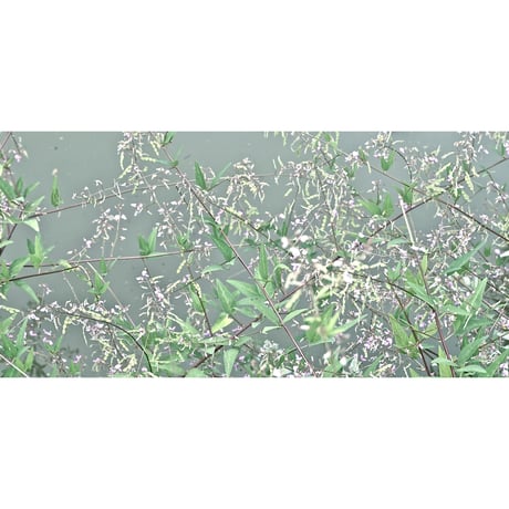 源氏物語装粧香　藤袴　fujibakama : eaux scent :  kizashino