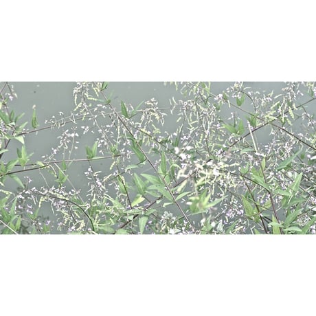 源氏物語装粧香　花散里　hanachirusato : eaux scent :  kizashino