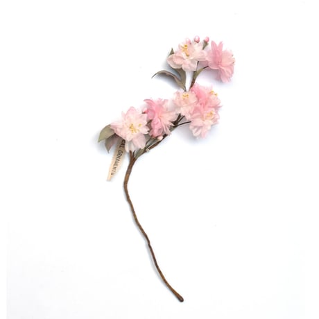 布花 八重桜 ＜B＞ ／ itoma