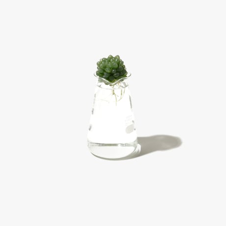 Hydroponic Plants 2B