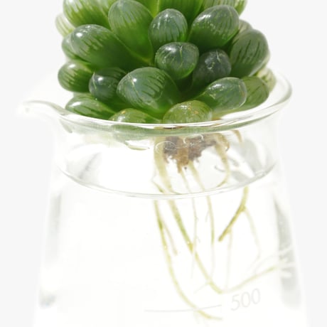 Hydroponic Plants 2B