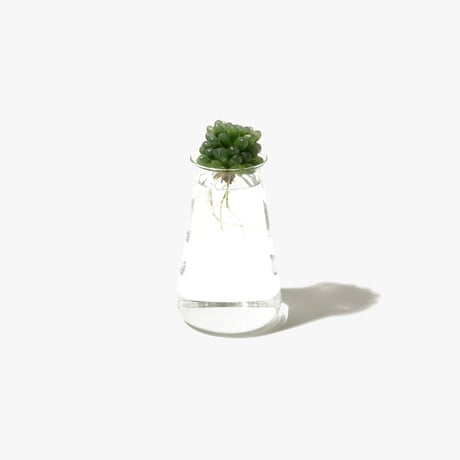Hydroponic Plants 2B