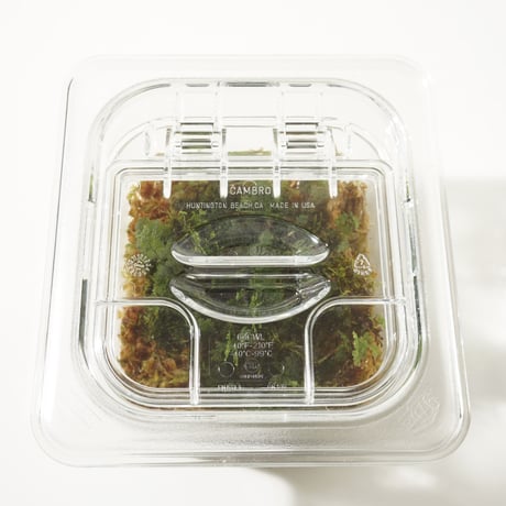 Sealed Plants 1A
