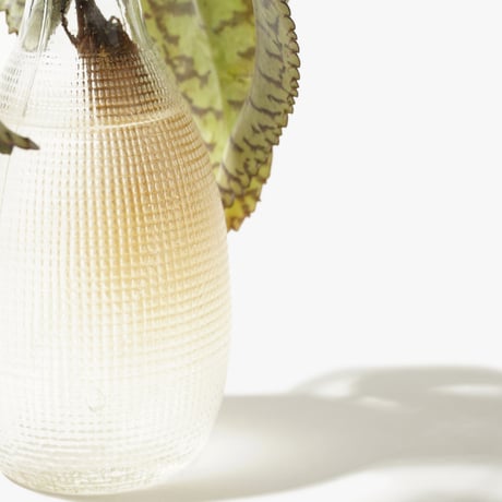 Hydroponic Plants 3C