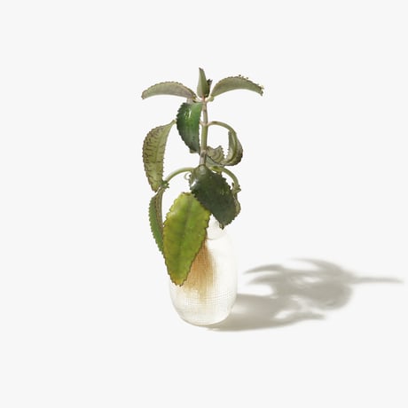 Hydroponic Plants 3C