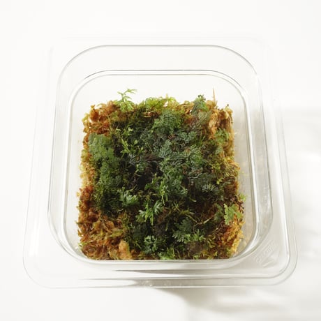 Sealed Plants 1A