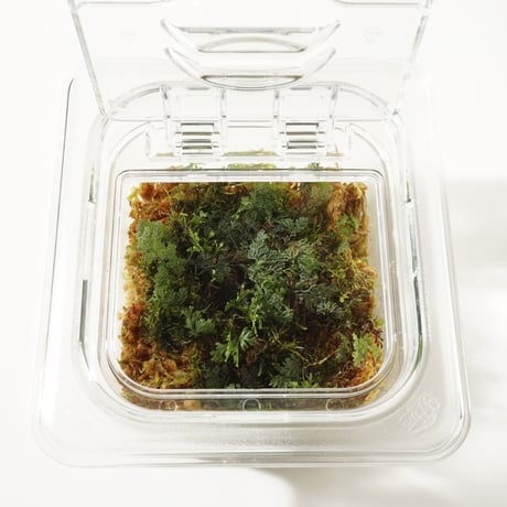Sealed Plants 1A