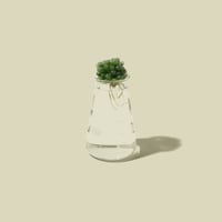 Hydroponic Plants 2B