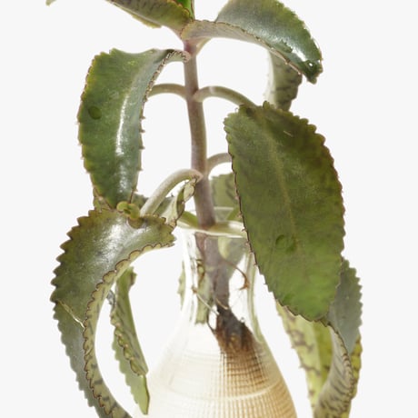 Hydroponic Plants 3C