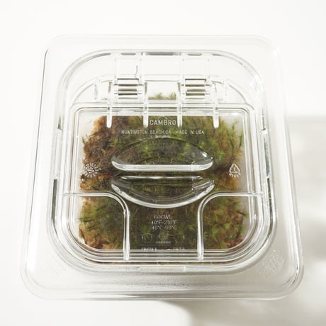 Sealed Plants 2A