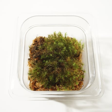 Sealed Plants 2A