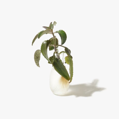 Hydroponic Plants 3C