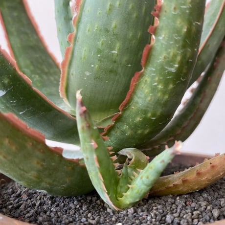 Aloe  Red Dragon