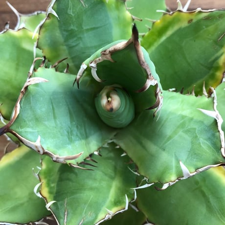 Agave Titanota