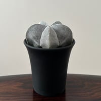 Astrophytum Myriostigma