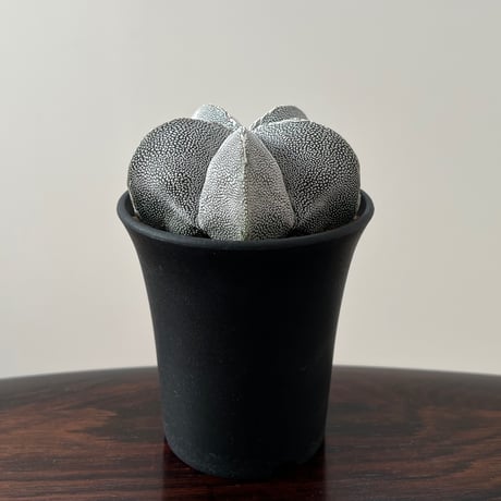 Astrophytum Myriostigma