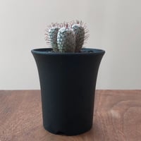 Mammillaria Perezdelarosae