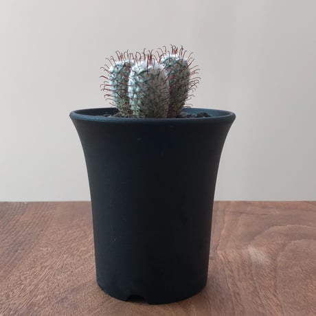 Mammillaria Perezdelarosae