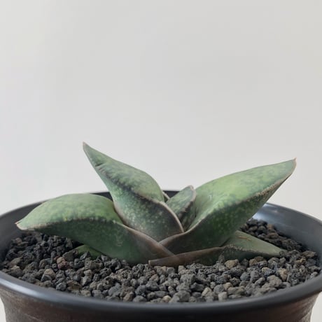 Gasteria pillansii