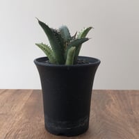 Agave Titanota