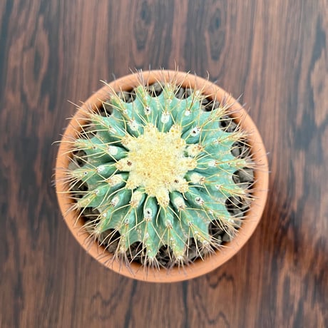 Ferocactus Glaucescens