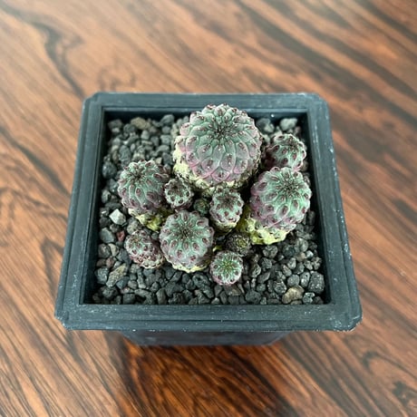 Sulcorebutia Rauschii